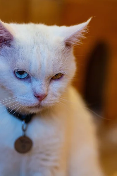Білий Кіт Різними Кольорами Очей Незвичайний — стокове фото
