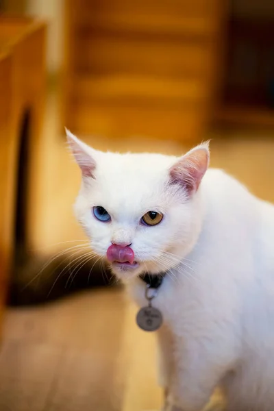 Farklı Renkli Gözleri Olan Beyaz Kedi Alışılmadık — Stok fotoğraf
