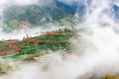 Sapa, Vietnam 'da kiraz çiçeği ve çay tepesi. Sa Pa, Vietnam 'ın kuzeybatısındaki Lao Cai eyaletinin eski Sa Pa Bölgesi' nin sınır kasabası ve başkentidir.