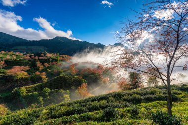 Sapa, Vietnam 'da kiraz çiçeği ve çay tepesi. Sa Pa, Vietnam 'ın kuzeybatısındaki Lao Cai eyaletinin eski Sa Pa Bölgesi' nin sınır kasabası ve başkentidir.