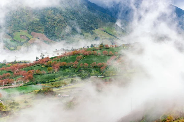 Sapa Vietnam Kiraz Çiçeği Çay Tepesi Vietnam Kuzeybatısındaki Lao Cai — Stok fotoğraf