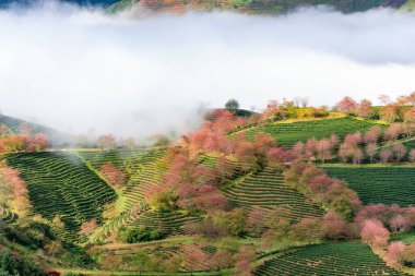 Sapa, Vietnam 'da kiraz çiçeği ve çay tepesi. Sa Pa, Vietnam 'ın kuzeybatısındaki Lao Cai eyaletinin eski Sa Pa Bölgesi' nin sınır kasabası ve başkentidir.