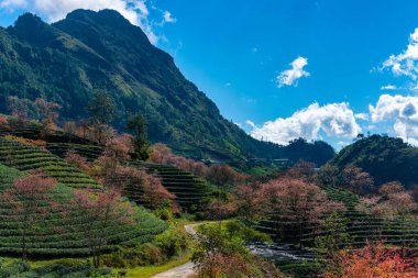 Sapa, Vietnam 'da kiraz çiçeği ve çay tepesi. Sa Pa, Vietnam 'ın kuzeybatısındaki Lao Cai eyaletinin eski Sa Pa Bölgesi' nin sınır kasabası ve başkentidir.