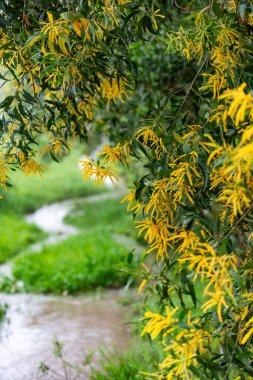 Melaleuca leucadendra Çünkü çiçek açıyor