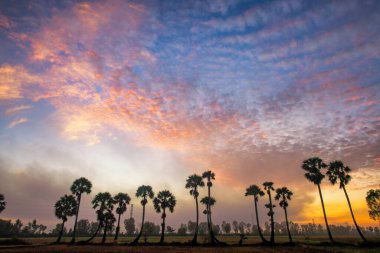 Ta Pa pirinç tarlaları sabahları güzeldir, Vietnam sınırındaki güzel ve barışçıl borassus flabellifer tarlasıyla kesişir.