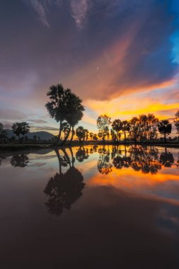 Ta Pa pirinç tarlaları sabahları güzeldir, Vietnam sınırındaki güzel ve barışçıl borassus flabellifer tarlasıyla kesişir.