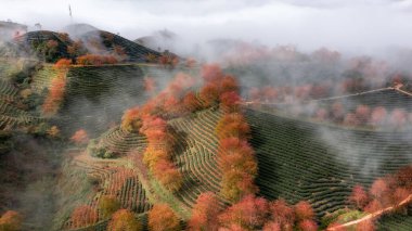Sapa, Vietnam 'da kiraz çiçeği ve çay tepesi. Sa Pa, Vietnam 'ın kuzeybatısındaki Lao Cai eyaletinin eski Sa Pa Bölgesi' nin sınır kasabası ve başkentidir.