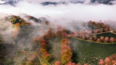 Sapa, Vietnam 'da kiraz çiçeği ve çay tepesi. Sa Pa, Vietnam 'ın kuzeybatısındaki Lao Cai eyaletinin eski Sa Pa Bölgesi' nin sınır kasabası ve başkentidir.