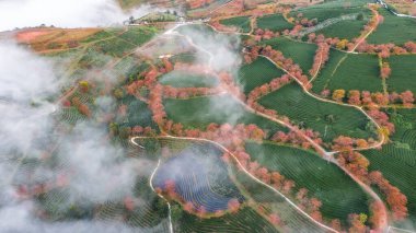 Sapa, Vietnam 'da kiraz çiçeği ve çay tepesi. Sa Pa, Vietnam 'ın kuzeybatısındaki Lao Cai eyaletinin eski Sa Pa Bölgesi' nin sınır kasabası ve başkentidir.