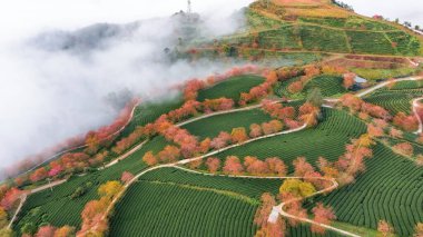 Sapa, Vietnam 'da kiraz çiçeği ve çay tepesi. Sa Pa, Vietnam 'ın kuzeybatısındaki Lao Cai eyaletinin eski Sa Pa Bölgesi' nin sınır kasabası ve başkentidir.