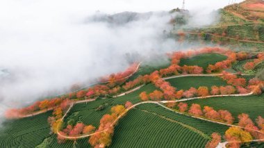 Sapa, Vietnam 'da kiraz çiçeği ve çay tepesi. Sa Pa, Vietnam 'ın kuzeybatısındaki Lao Cai eyaletinin eski Sa Pa Bölgesi' nin sınır kasabası ve başkentidir.