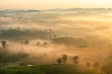 Long Coc çay tepesinde gün doğumu sisli, Phu Tho vilayeti, Vietnam.