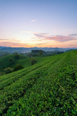 Long Coc çay tepesinde gün doğumu sisli, Phu Tho vilayeti, Vietnam.