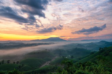 Long Coc çay tepesinde gün doğumu sisli, Phu Tho vilayeti, Vietnam.