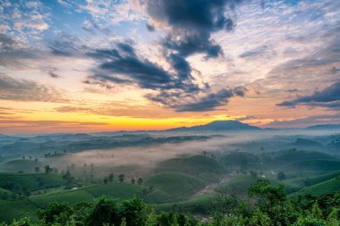 Long Coc çay tepesinde gün doğumu sisli, Phu Tho vilayeti, Vietnam.