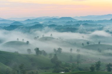 Long Coc çay tepesinde gün doğumu sisli, Phu Tho vilayeti, Vietnam.