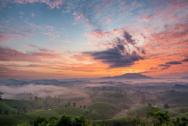 Long Coc çay tepesinde gün doğumu sisli, Phu Tho vilayeti, Vietnam.