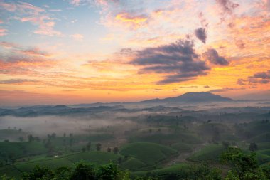 Long Coc çay tepesinde gün doğumu sisli, Phu Tho vilayeti, Vietnam.