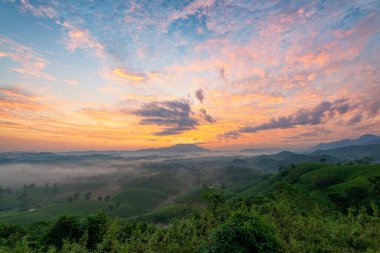 Long Coc çay tepesinde gün doğumu sisli, Phu Tho vilayeti, Vietnam.