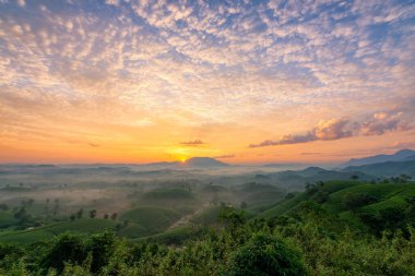 Long Coc çay tepesinde gün doğumu sisli, Phu Tho vilayeti, Vietnam.