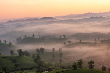 Long Coc çay tepesinde gün doğumu sisli, Phu Tho vilayeti, Vietnam.