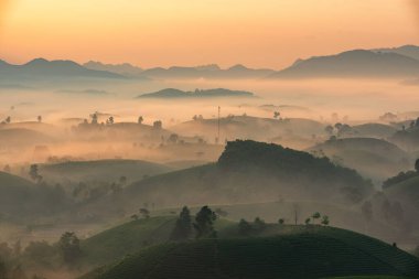 Long Coc çay tepesinde gün doğumu sisli, Phu Tho vilayeti, Vietnam.
