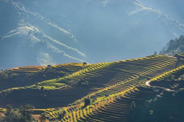 Mu Cang Chai, YenBai, Vietnam 'daki pirinç tarlaları. Pirinç tarlaları Kuzeybatı Vietnam 'da hasat hazırlıyor. Vietnam manzaraları..