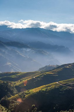 Mu Cang Chai, YenBai, Vietnam 'daki pirinç tarlaları. Pirinç tarlaları Kuzeybatı Vietnam 'da hasat hazırlıyor. Vietnam manzaraları..