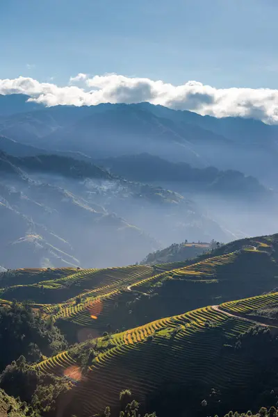 Mu Cang Chai, YenBai, Vietnam 'daki pirinç tarlaları. Pirinç tarlaları Kuzeybatı Vietnam 'da hasat hazırlıyor. Vietnam manzaraları..