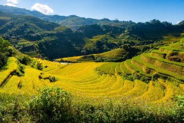 Mu Cang Chai, YenBai, Vietnam 'daki pirinç tarlaları. Pirinç tarlaları Kuzeybatı Vietnam 'da hasat hazırlıyor. Vietnam manzaraları..