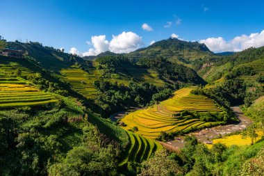 Mu Cang Chai, YenBai, Vietnam 'daki pirinç tarlaları. Pirinç tarlaları Kuzeybatı Vietnam 'da hasat hazırlıyor. Vietnam manzaraları..