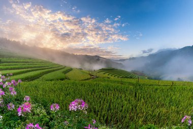 Mu Cang Chai, YenBai, Vietnam 'daki pirinç tarlaları. Pirinç tarlaları Kuzeybatı Vietnam 'da hasat hazırlıyor. Vietnam manzaraları..