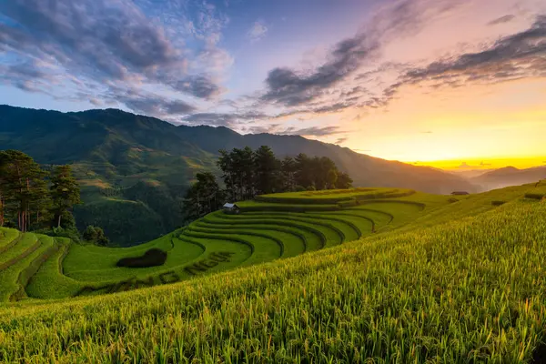Mu Cang Chai, YenBai, Vietnam 'daki pirinç tarlaları. Pirinç tarlaları Kuzeybatı Vietnam 'da hasat hazırlıyor. Vietnam manzaraları..