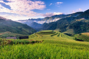 Mu Cang Chai, YenBai, Vietnam 'daki pirinç tarlaları. Pirinç tarlaları Kuzeybatı Vietnam 'da hasat hazırlıyor. Vietnam manzaraları..