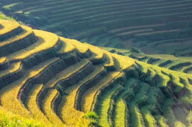 Mu Cang Chai, YenBai, Vietnam 'daki pirinç tarlaları. Pirinç tarlaları Kuzeybatı Vietnam 'da hasat hazırlıyor. Vietnam manzaraları..
