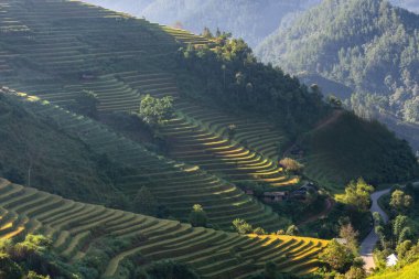 Mu Cang Chai, YenBai, Vietnam 'daki pirinç tarlaları. Pirinç tarlaları Kuzeybatı Vietnam 'da hasat hazırlıyor. Vietnam manzaraları..