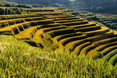 Mu Cang Chai, YenBai, Vietnam 'daki pirinç tarlaları. Pirinç tarlaları Kuzeybatı Vietnam 'da hasat hazırlıyor. Vietnam manzaraları..