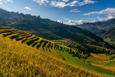 Mu Cang Chai, YenBai, Vietnam 'daki pirinç tarlaları. Pirinç tarlaları Kuzeybatı Vietnam 'da hasat hazırlıyor. Vietnam manzaraları..