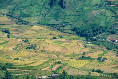 Mu Cang Chai, YenBai, Vietnam 'daki pirinç tarlaları. Pirinç tarlaları Kuzeybatı Vietnam 'da hasat hazırlıyor. Vietnam manzaraları..