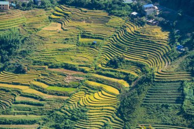 Mu Cang Chai, YenBai, Vietnam 'daki pirinç tarlaları. Pirinç tarlaları Kuzeybatı Vietnam 'da hasat hazırlıyor. Vietnam manzaraları..