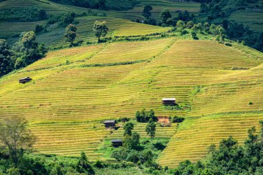 Mu Cang Chai, YenBai, Vietnam 'daki pirinç tarlaları. Pirinç tarlaları Kuzeybatı Vietnam 'da hasat hazırlıyor. Vietnam manzaraları..