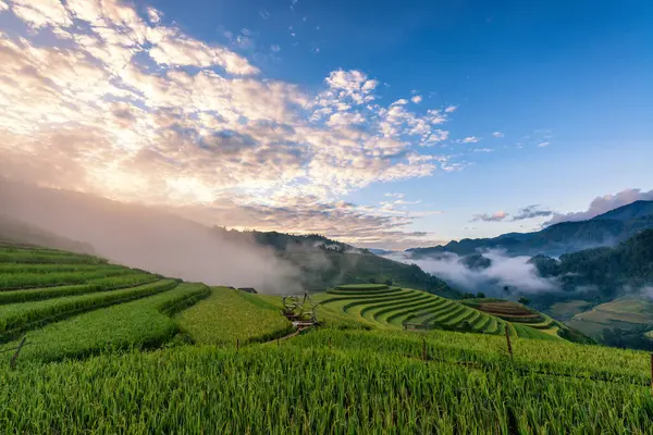 Mu Cang Chai, YenBai, Vietnam 'daki pirinç tarlaları. Pirinç tarlaları Kuzeybatı Vietnam 'da hasat hazırlıyor. Vietnam manzaraları..