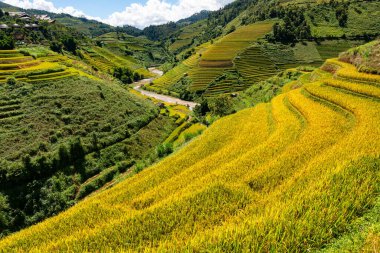 Mu Cang Chai, YenBai, Vietnam 'daki pirinç tarlaları. Pirinç tarlaları Kuzeybatı Vietnam 'da hasat hazırlıyor. Vietnam manzaraları..