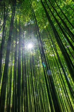Mu Cang Chai, YenBai, Vietnam 'daki pirinç tarlaları. Pirinç tarlaları Kuzeybatı Vietnam 'da hasat hazırlıyor. Vietnam manzaraları..