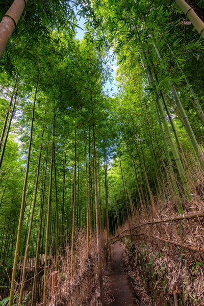 Рисовые поля на террасе Mu Cang Chai, YenBai, Вьетнам. Рисовые поля готовят урожай на северо-западе Вьетнама..