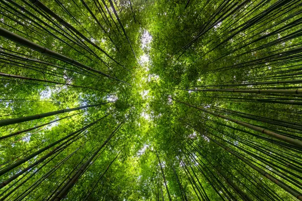 Mu Cang Chai, YenBai, Vietnam 'daki pirinç tarlaları. Pirinç tarlaları Kuzeybatı Vietnam 'da hasat hazırlıyor. Vietnam manzaraları..