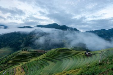 Mu Cang Chai, YenBai, Vietnam 'daki pirinç tarlaları. Pirinç tarlaları Kuzeybatı Vietnam 'da hasat hazırlıyor. Vietnam manzaraları..