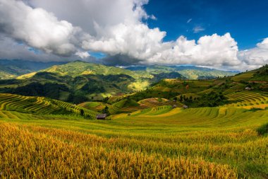 Mu Cang Chai, YenBai, Vietnam 'daki pirinç tarlaları. Pirinç tarlaları Kuzeybatı Vietnam 'da hasat hazırlıyor. Vietnam manzaraları..