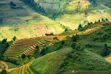 Mu Cang Chai, YenBai, Vietnam 'daki pirinç tarlaları. Pirinç tarlaları Kuzeybatı Vietnam 'da hasat hazırlıyor. Vietnam manzaraları..
