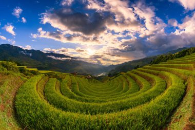 Mu Cang Chai, YenBai, Vietnam 'daki pirinç tarlaları. Pirinç tarlaları Kuzeybatı Vietnam 'da hasat hazırlıyor. Vietnam manzaraları..